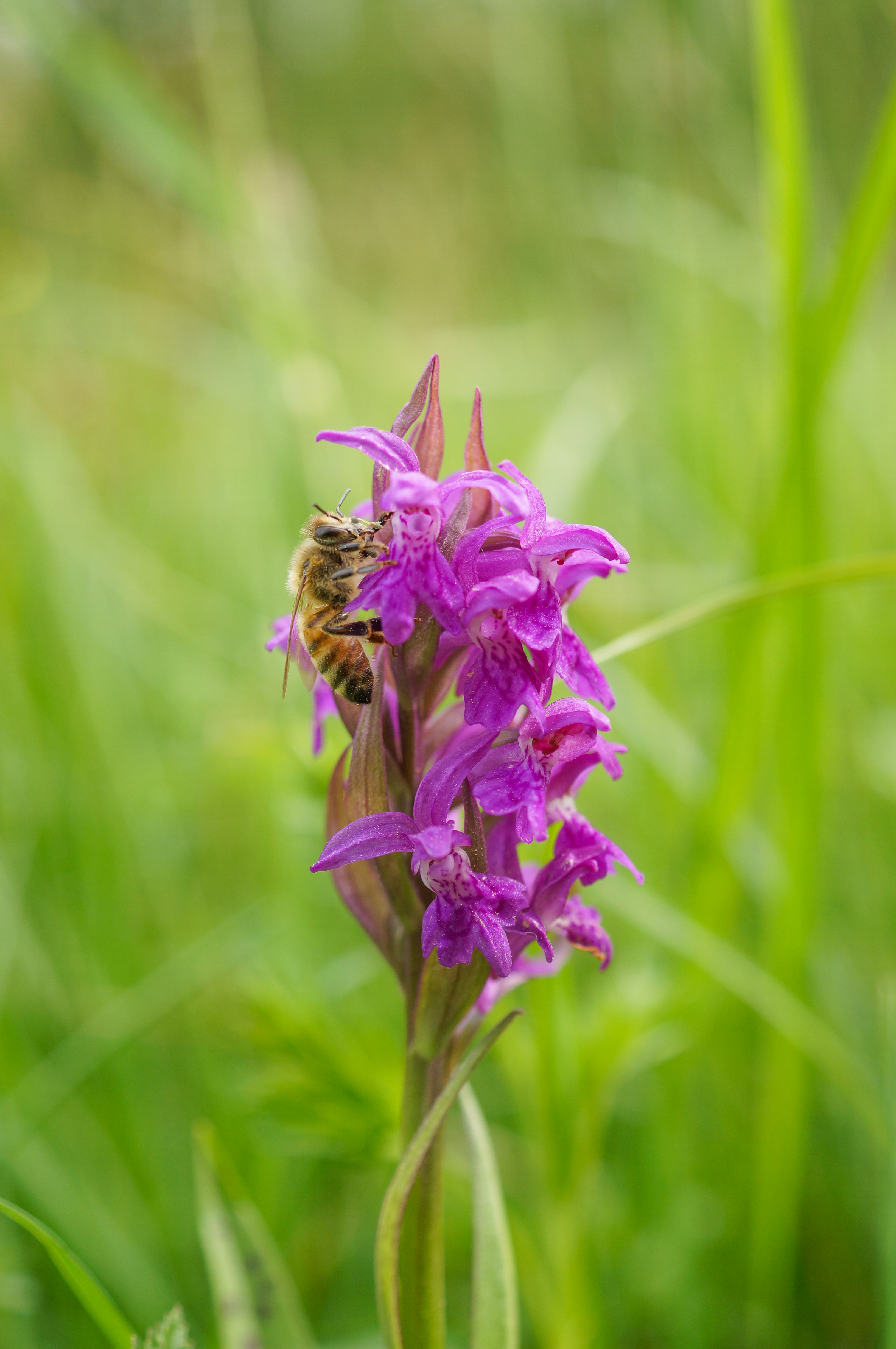 Kukułka szerokolistna (Dactylorhiza majalis)